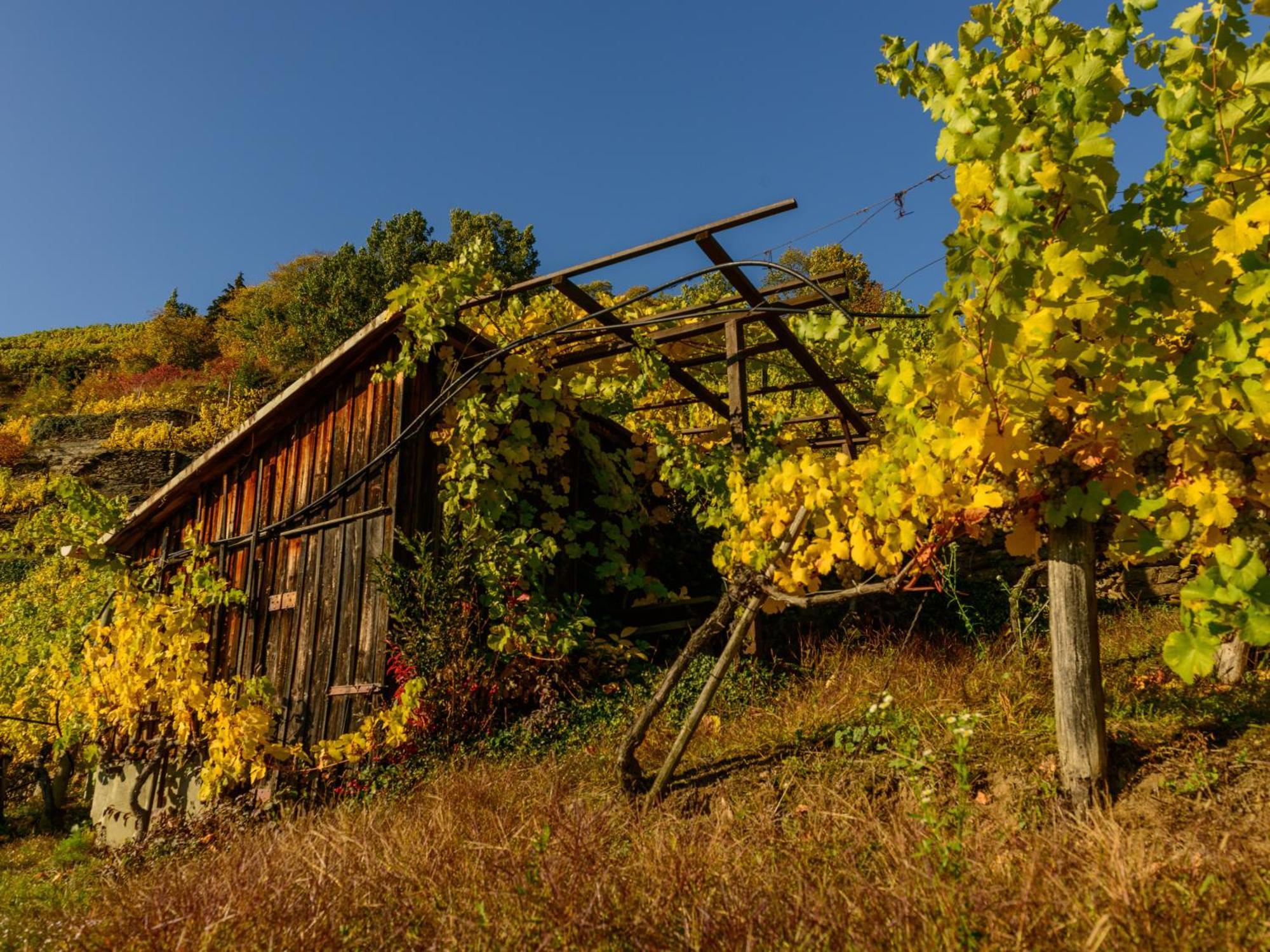 Ferienwohnung Weinbergblick Rohrendorf bei Krems Bagian luar foto
